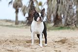 BOSTON TERRIER 359